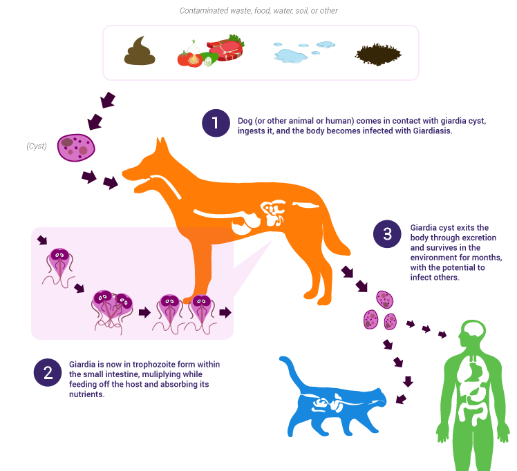 Giardia_process.png